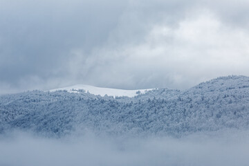 forêt des Vosges sous la neige