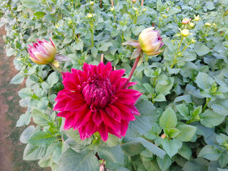 beautiful red dahlia flower in garden