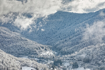 forêt des Vosges sous la neige