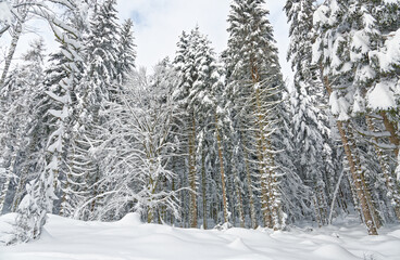 forêt des Vosges sous la neige