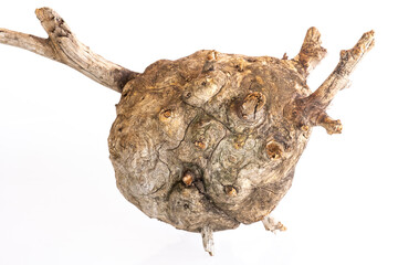 a round and wonderful burl formed in spruce wood