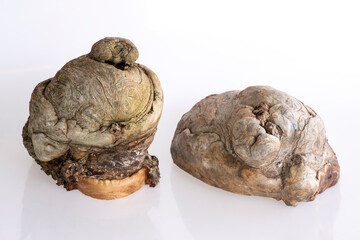 a round and wonderful burl formed in spruce wood