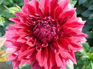 beautiful red dahlia flower in garden