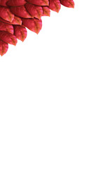 Obraz premium 新緑 葉 赤 背景 フレーム タイトル変更