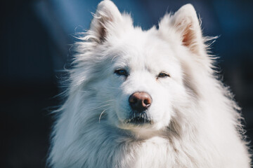 Portrait of a white Samoyed