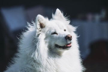Portrait of a white happy Samoyed 