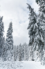 pistes de ski de fond des Vosges