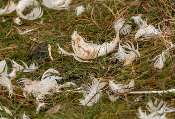 Swan feathers in grassland, the feathers appear to be from a very young bird that has died recently. 