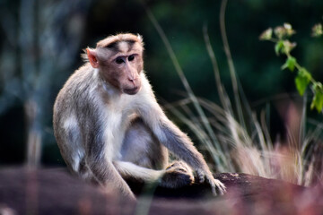 a long macaque