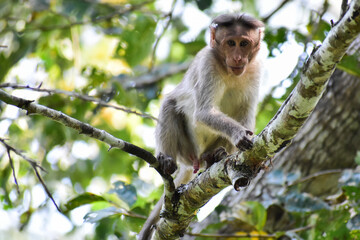 japanese macaque sitting on a tree