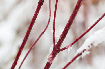 Roter Hartriegel mit vereisten Regen 