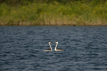 A pair of Great crested grebes performing a meeting dance   