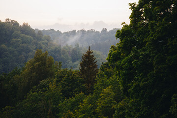 Foggy mountain forest in sunset