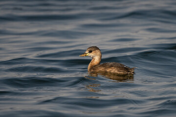 A Little Grebe enjoys a slow swim