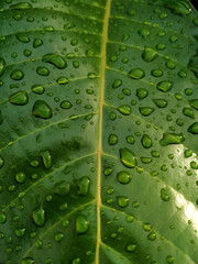 green leaf with water droplets. close up leaves background