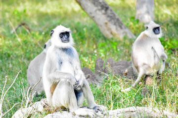 black and white lemur © selin