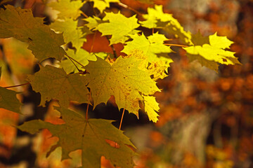 The branch of maple with autumn colorful leaves in natural sunlight close up