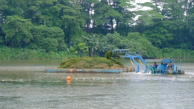 Worker on a weed clearing water tractor (or aquatic weed harvester), piling weeds onto a barge. Birds like can be seen wandering about, searching for food.