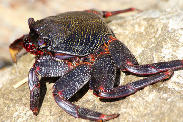 rote_Klippenkrabbe