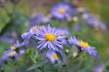 Wild violet asters On a blurred natural background. Aster amellus, michaelmas daisies, aster alpinus, alpine aster, blue alpine daisy.