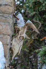 Skull of dead animal with horn hanging on rusty nail against stone surface