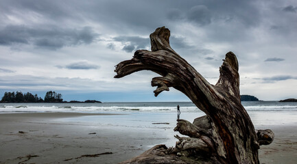 driftwood on beach