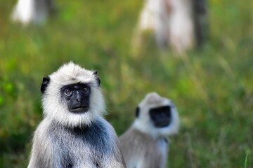 black tailed macaque
