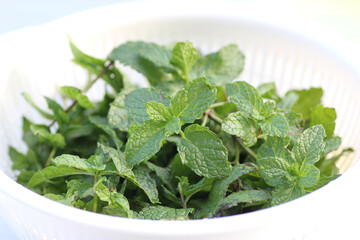 収穫したミント