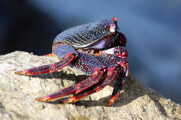 rote_Klippenkrabbe