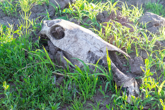 Horse skull on the ground