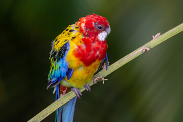 A bright red and yellow eastern rosella (Platycercus eximius) parrot or parakeet is a rosella native to southeast of the Australian continent and to Tasmania.
