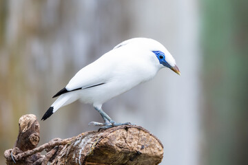 The white Bali myna, also known as Rothschild's mynah, Bali starling, or Bali mynah, locally known as jalak Bali, is a medium-sized, stocky myna standing on a log.
