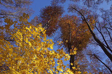 Maple branches with backlit bright yellow autumn foliage leaves against blue sky in sunny day