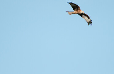 Fototapeta na wymiar Young Red Kite in flight with a blue sky background, the bird appears to be flying out of the frame, the underside of the wings are clearly visible. 