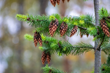 Larch Tree Cones