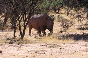 black rhinoceros (diceros bicornis) - Namibia Africa