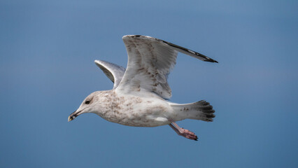european herring gull - foraging, crawfish