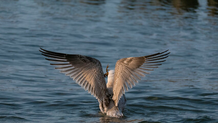 european herring gull - foraging, crawfish