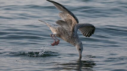 european herring gull - foraging, crawfish
