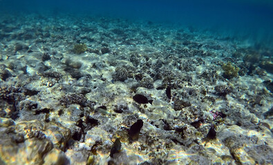 Tropical coral reef. Ecosystem and environment. Egypt. Near Sharm El Sheikh