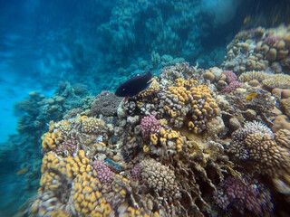 Tropical coral reef. Ecosystem and environment. Egypt. Near Sharm El Sheikh