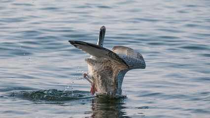 european herring gull - foraging, crawfish