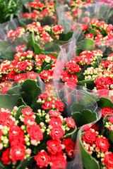 Beautiful multi-colored pelargonium in flower pots. Multicolored potted geraniums at a flower shop at a flower show Garden center and wholesale supplier concept. Many different cacti in flower pots in