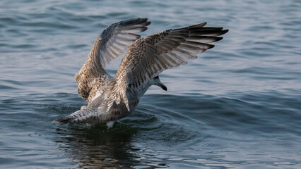 european herring gull - foraging, crawfish