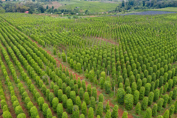 Coffee plantations with the trees ready to be harvested, in the highlands of western Cambodia