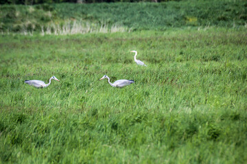 Portrait von Kranich oder Reiher Vögeln.