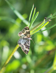 Eine Nahaufnahme eines Falters der sich auf einer Pflanze befindet.
