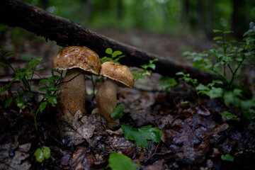 White mushrooms in the woods, on a background of leaves, bright sunlight. Boletus. Mushroom