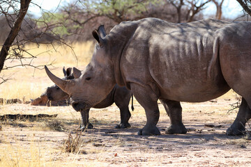 white rhinoceros (Ceratotherium simum) with baby - Namibia Africa