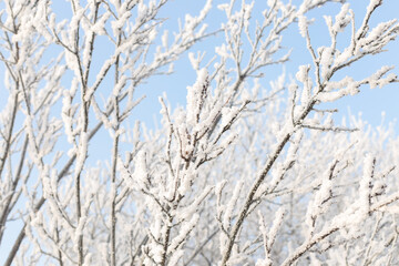 trees covered with frost in winter